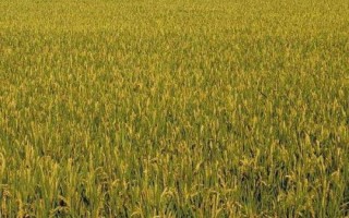EK2S水稻种子介绍,秧田亩播种量15公斤