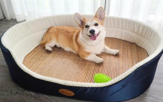 人感冒会不会传染给狗，通常不会传染给狗。