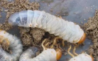 常见的害虫种类,包括卫生害虫、农业害虫、贮谷害虫等类型