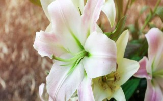 百合能放在卧室吗,香味浓郁不适合放在卧室