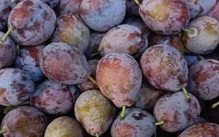 西梅的产地，原产于法国西南部