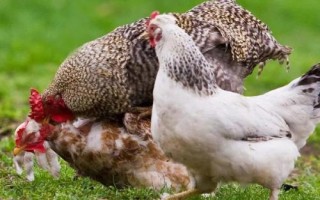 公鸡和母鸡怎么配对，会遵循自然规律配对