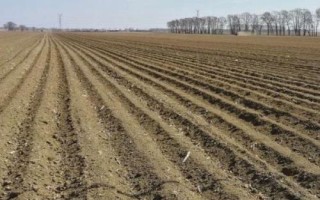 水蜜桃的种植方法，修剪枝叶与树根之后再定植