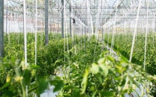 大棚蔬菜种植技术管理，浇水一次不可浇太多