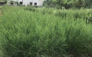 种植麻黄要用什么土壤，砂质壤土、普通壤土均可栽种