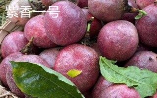 百香果品种有哪些，在国内种植比较多