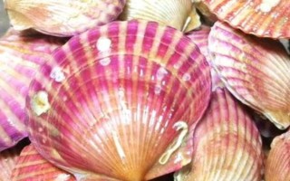 小红贝的产地,我国沿海非常多地区都有分布