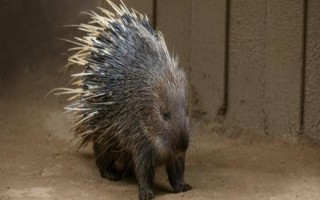 养殖豪猪的优势,其抗病能力强且劳力投入少