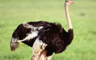 有哪些特色养殖项目,蚕、黄粉虫、土元、蜈蚣均属于特色养殖