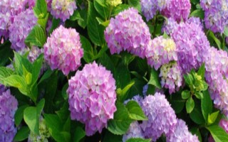 无尽夏花期能施肥吗，无尽夏花期不可施肥