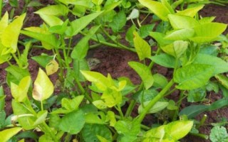 怎么防治空心菜腐败病，播种前可用杀菌剂浸种