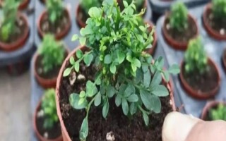 为什么九里香叶子一碰就掉，可能是浇水过多或温度过低等导致