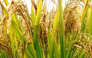 通院568水稻种简介,生育期间注意及时防治稻瘟病