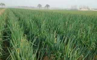 山东大葱的种植方法，可在春季、夏季和秋季种植