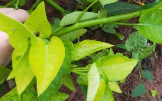 怎么防治空心菜腐败病，播种前可用杀菌剂浸种