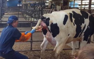 母牛产仔后过多久会打栏，一般需要40天左右