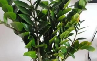 用什么东西擦拭金钱树的叶片，清水、啤酒是适宜的选择