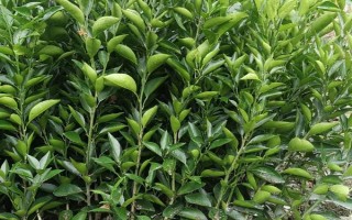 有哪些好的橙子树苗品种，可选择湖北秭归脐橙、江西赣南脐橙等