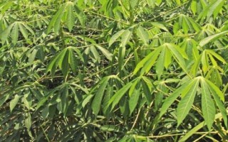 怎么防治木薯病虫害，需根据具体类型采取针对性措施