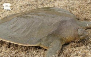 水鱼的简介，别称甲鱼