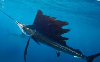 旗鱼是什么鱼，是热带和亚热带大洋性上层鱼类