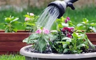 花卉黄叶病如何防治，遇旱时需及时浇水