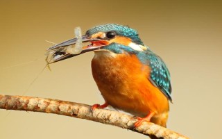 动物如何过冬，主要有冬眠、迁徙、贮藏粮食等方法