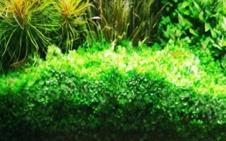 爬地矮珍珠种不活如何解决，保持适温可避免植株被冻死