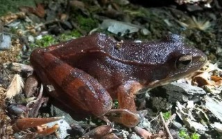 养蟾蜍需要办理哪些手续，先申请办理《野生动物驯养繁殖许可证》