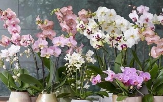 兰花的品种，有蕙兰、春兰、墨兰等