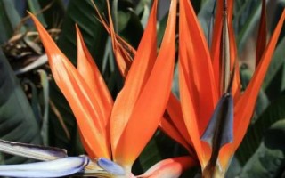 鹤望兰的花语，寓意自由、吉祥、长寿等