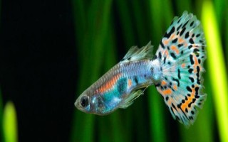 孔雀鱼垂直头朝下的原因及治疗方法，环境刺激和年龄较大等均会导致