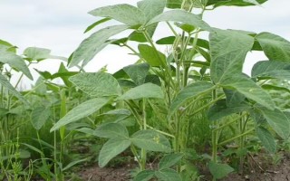 东豆50大豆品种的特性,辽宁省春播生育期122天左右