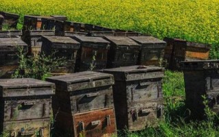 养蜂如何防治胡蜂,安装挡板可有效避免胡蜂入侵