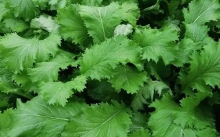 哪些蔬菜能在八月份种植，包括菜花、黄瓜、萝卜等品种