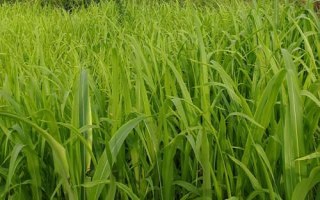 荃两优879水稻种子特点,每亩插足基本苗8万-10万