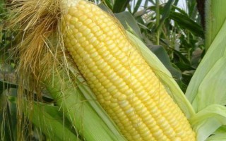 农华803玉米种子介绍，生育期126天