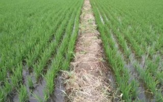 花优992水稻种子特点，该品种基部叶叶鞘绿色