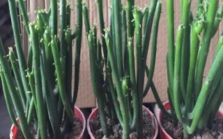 光棍树怎么种，它很耐旱浇水不宜过多