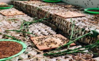 野生蟋蟀吃什么，以嫩芽、嫩叶及根为食