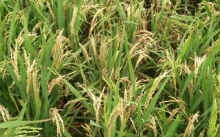 盐粳252水稻种简介,全生育期166天左右