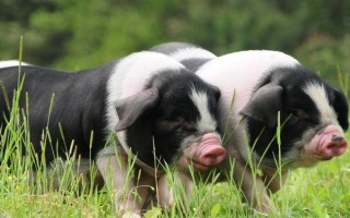 国内常见的猪品种，常见的有东北民猪、八眉猪等