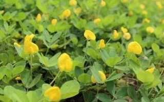 花生开花期要施什么肥料，初花期可追施硫酸钙等肥料