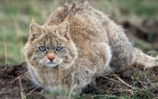 猫科动物有哪些种类,可分为猎豹亚科、豹亚科、猫亚科
