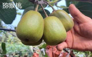 夏天水果保鲜方法,根据水果的种类采取保存措施