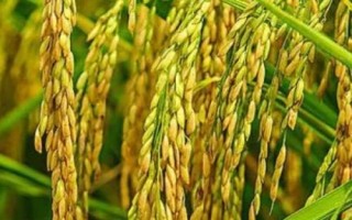 水稻白叶枯病防治措施，从无病区留种为佳