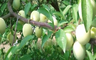 李子树苗批发价格,选择适合当地种植的品种