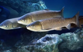 青鱼和草鱼哪个长得快，青鱼长得比较快