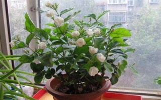 虎头茉莉怎么养殖，生长期间每隔半个月追施一次复合肥