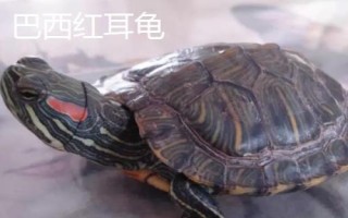水龟的种类,常见的有这十种